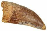 Serrated, Carcharodontosaurus Tooth - Real Dinosaur Tooth #341302-1